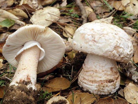 Amanita novinupta - Mushroom Species Images